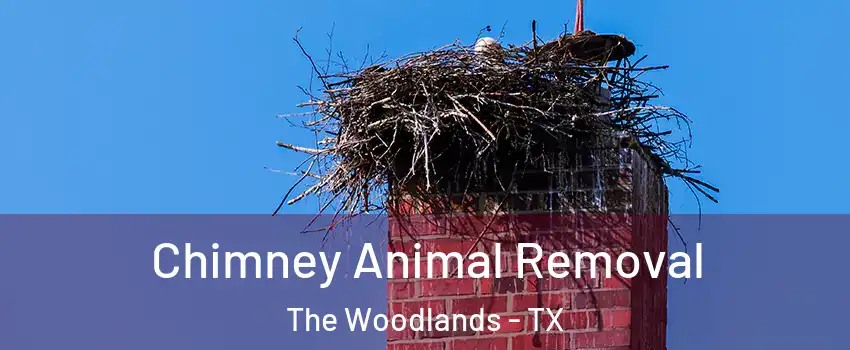  Chimney Animal Removal The Woodlands - TX