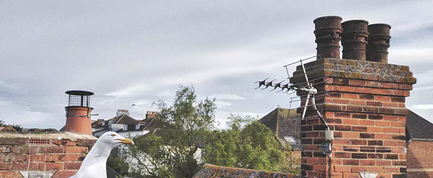Chimney Cleaning And Restoration in The Woodlands, Texas